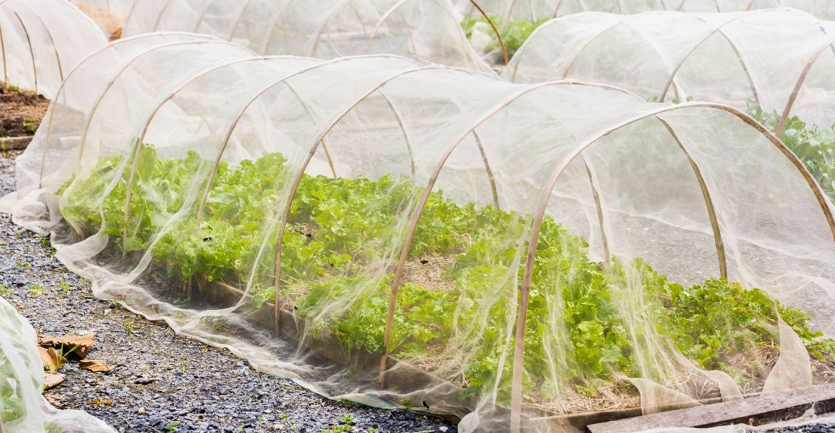 Lettuce growing under cloches
